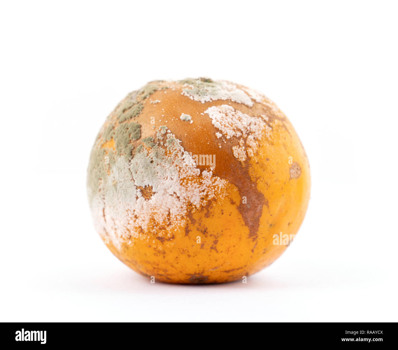 rotten and moldy orange on white background Stock Photo