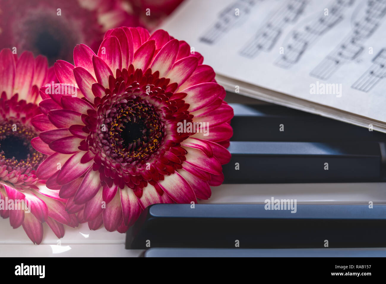 Red rose on piano keyboard hires stock photography and images Alamy