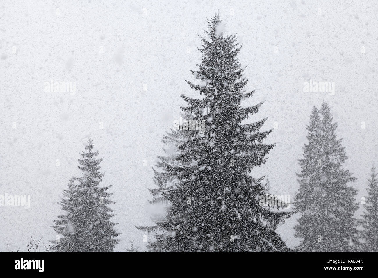 Heftiger Schneeschauer, Fichtenwald, Schwarzwald, Baden-Württemberg, Deutschland Stock Photo