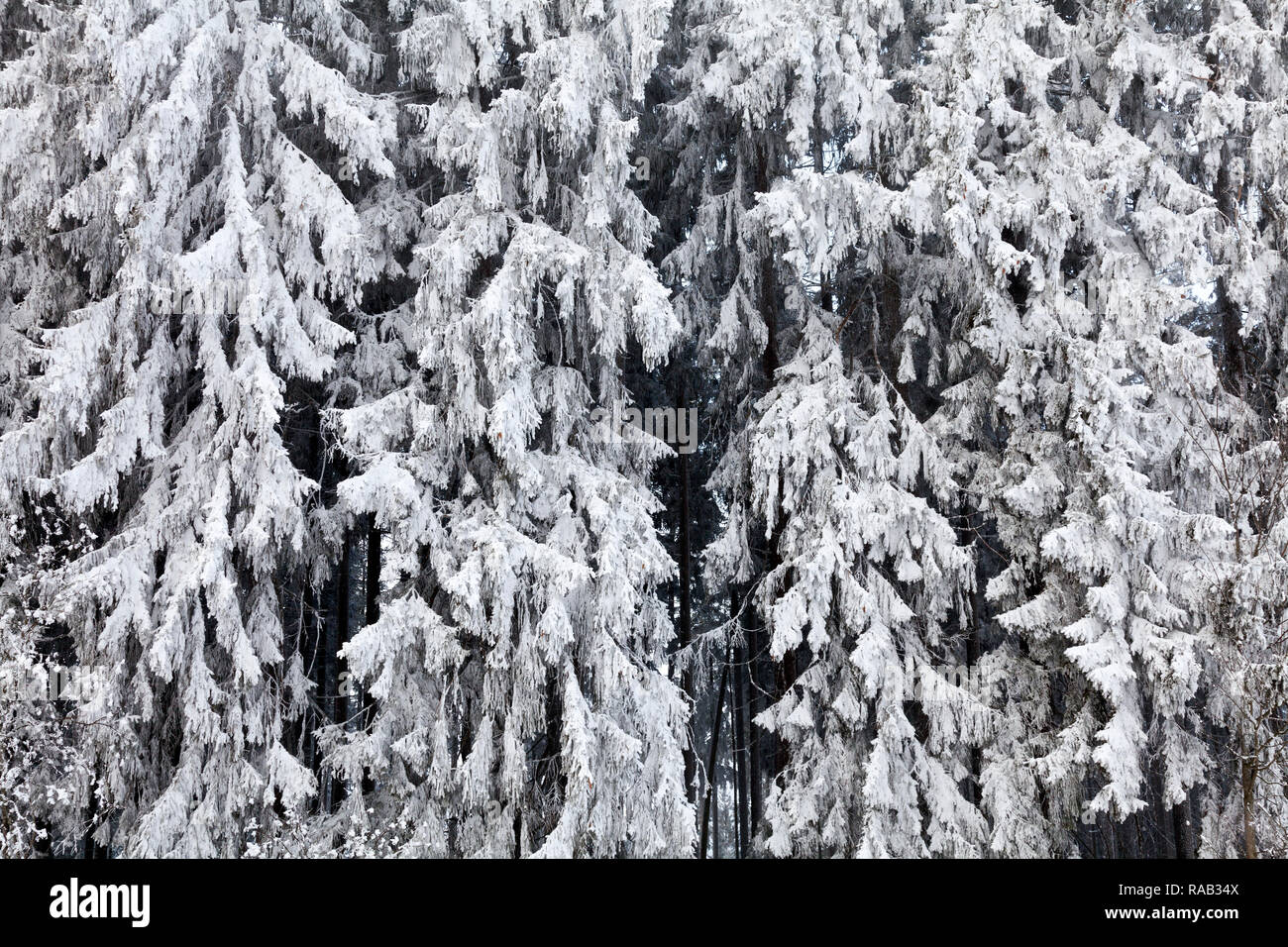 Snow covered spruce branches. Winter nature Stock Photo