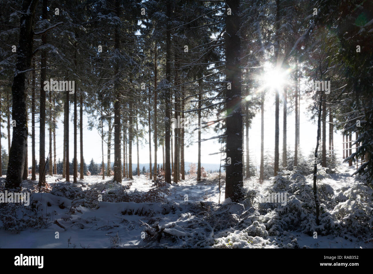 Winter Forest Stock Photo