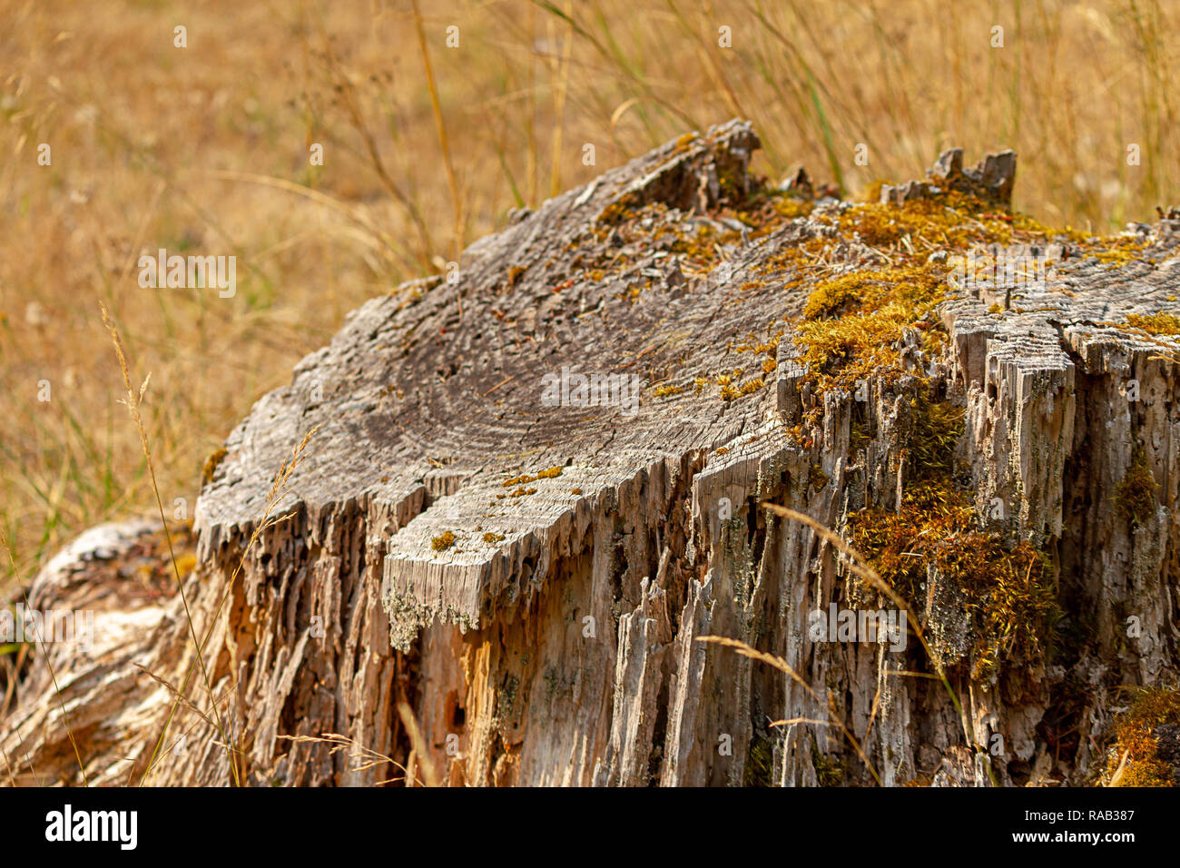 dried out stump with golden grass and moss Stock Photo