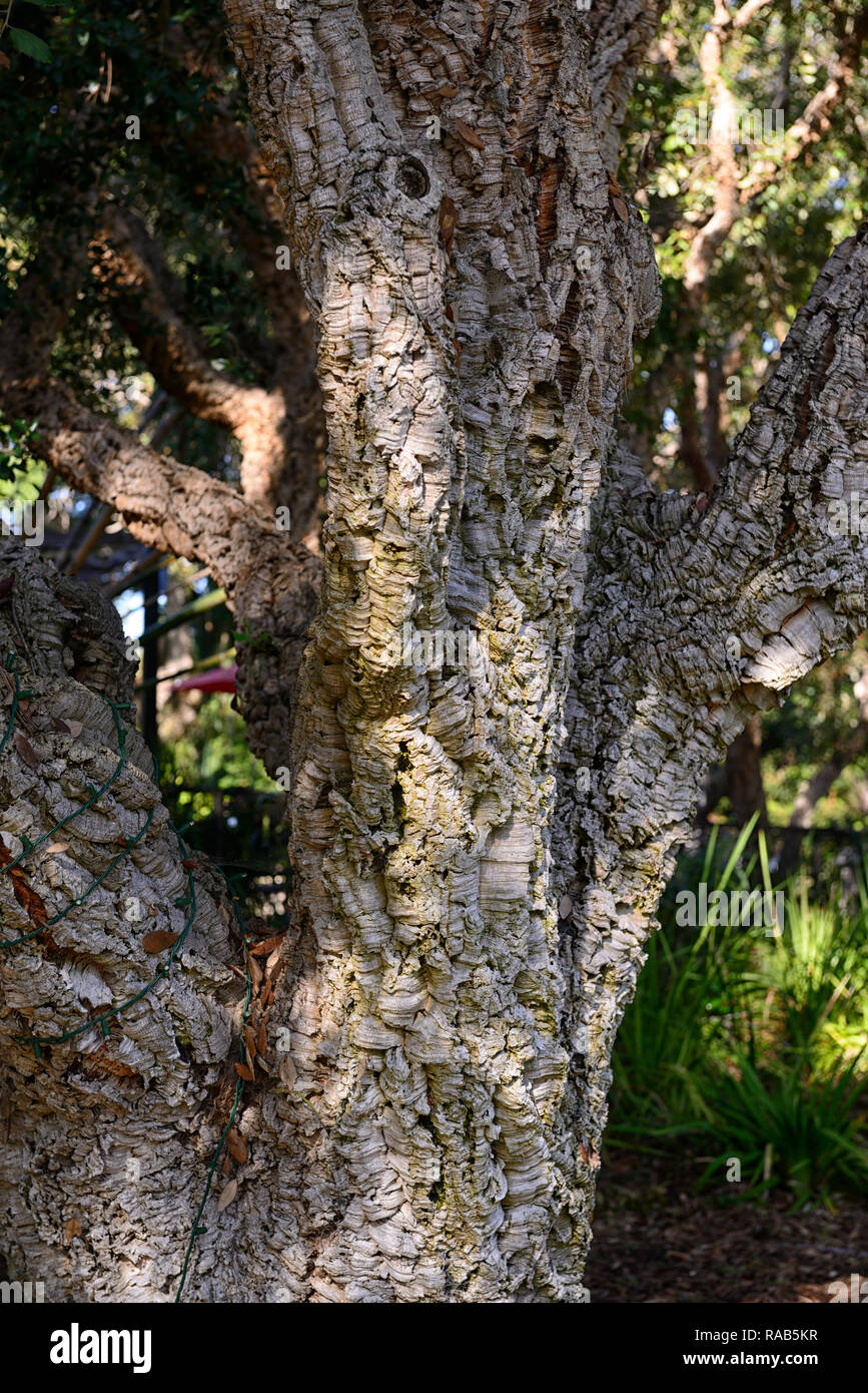 Quercus suber,Cork Oak,Evergreen oak,oaks,bark,rough,use,uses