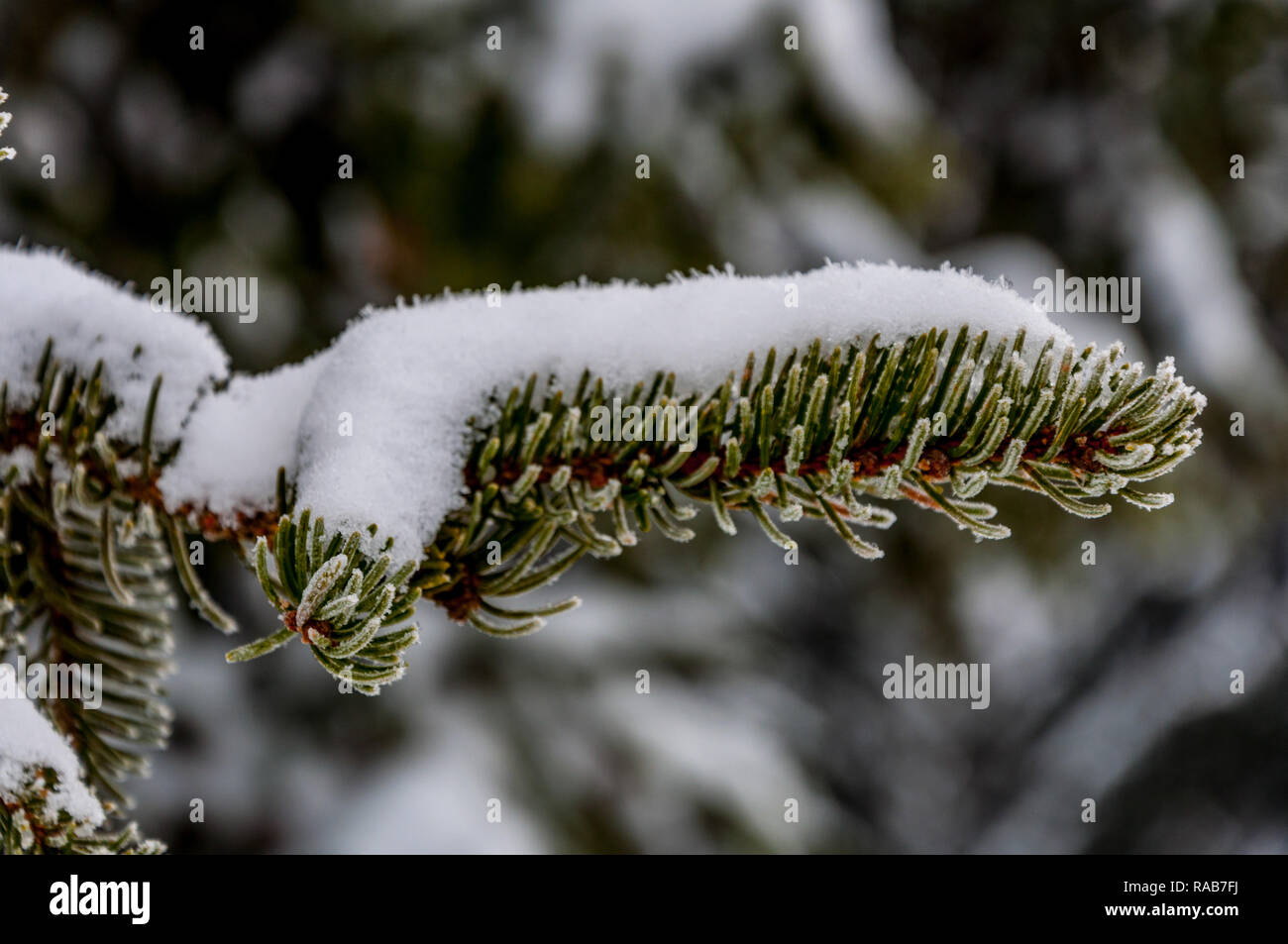 Branch of pine covered by snow on the mountain Igman Stock Photo - Alamy