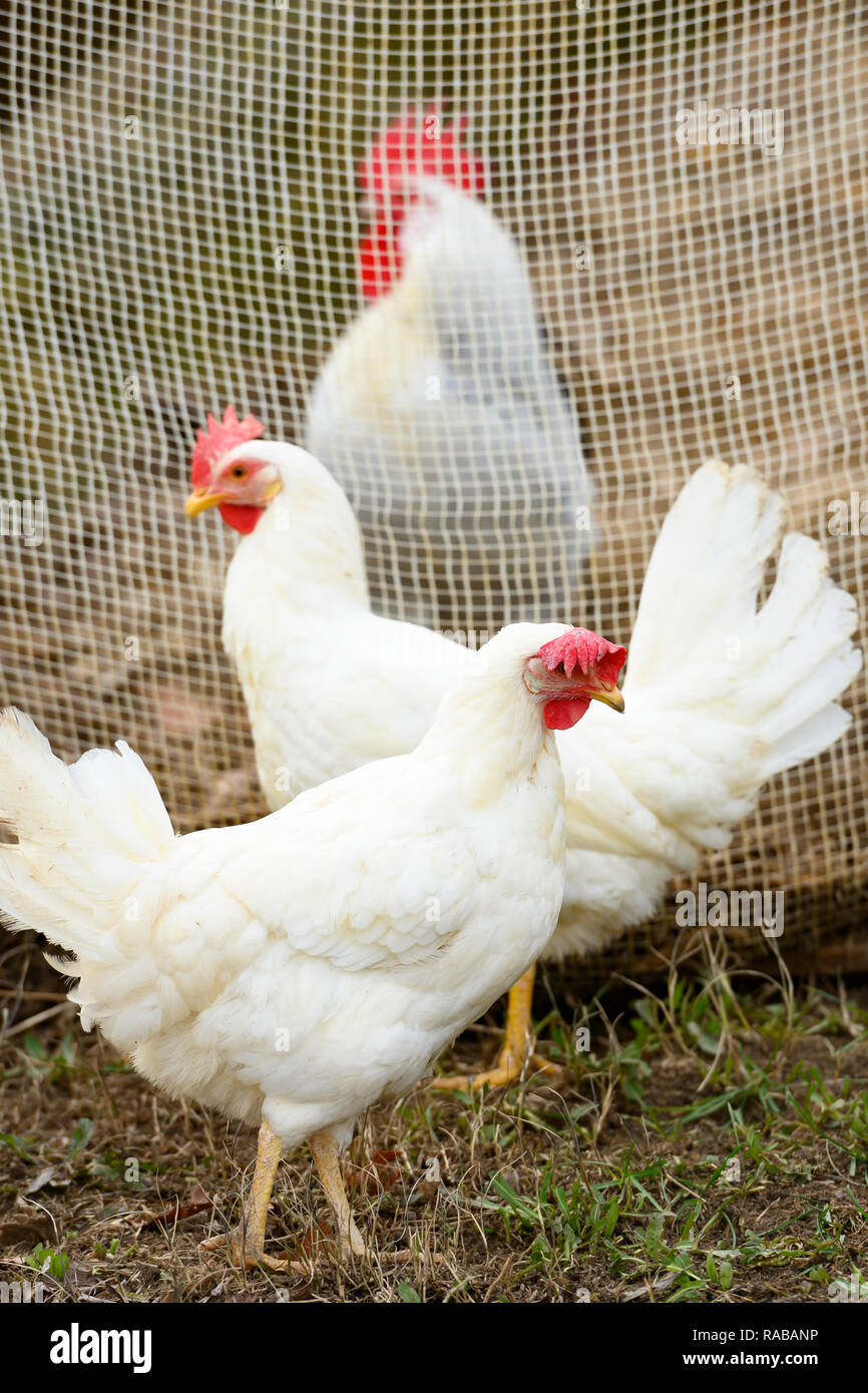 Close-up view of three white hens grazing in a countryside. Stock Photo