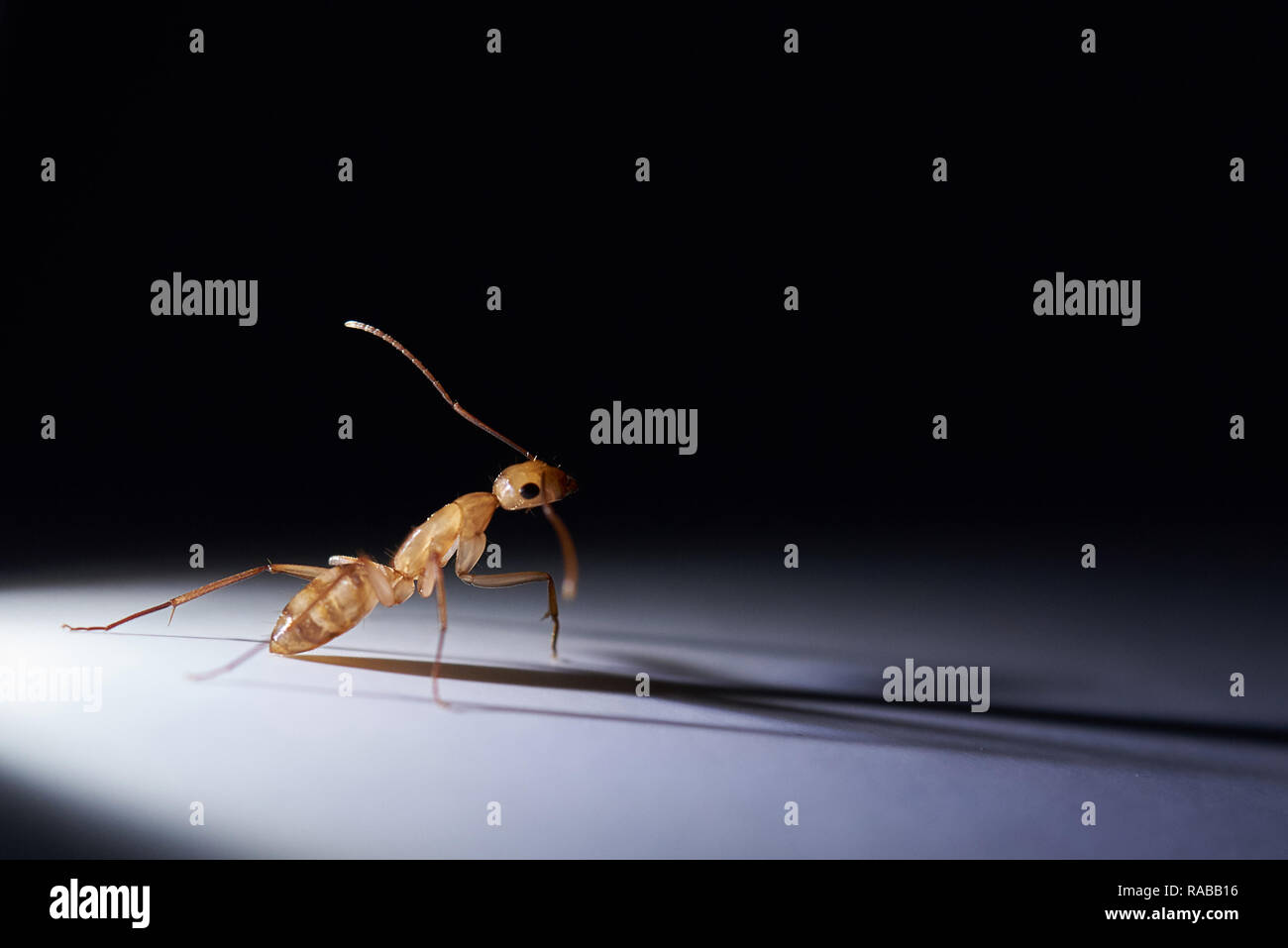 One brown ant on black background illuminated with light Stock Photo