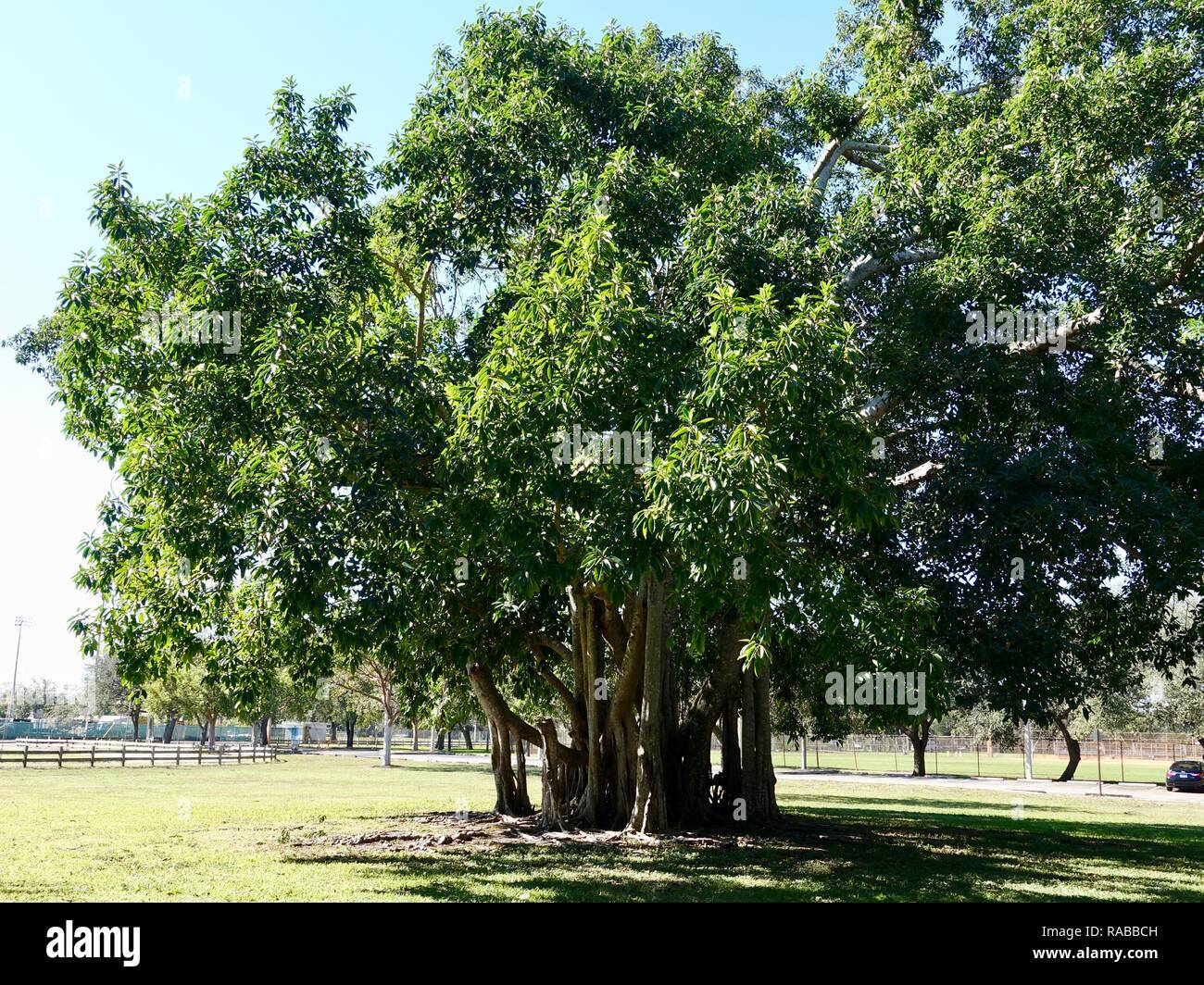 Banyan, banian, tree growing at Kendall Indian Hammocks Park, Miami