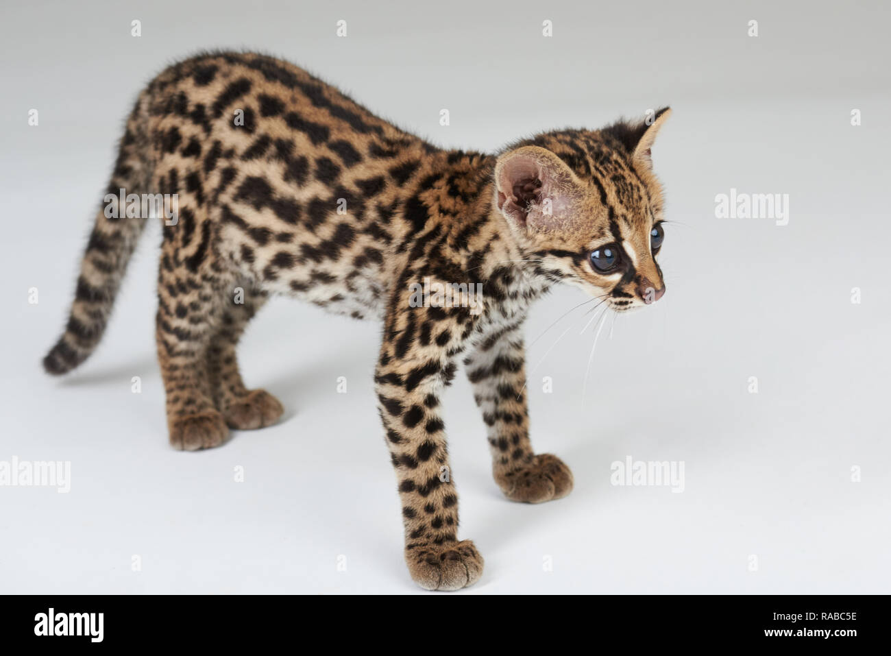 Wild cat standing on white studio background Stock Photo Alamy