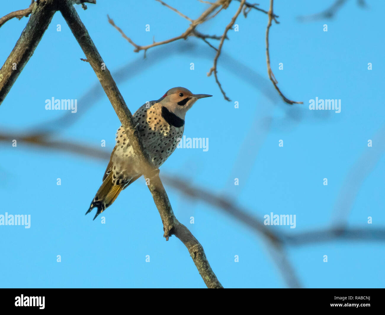 A northern flicker, Colaptes auratus, a type of woodpecker, perches on a branch in the Red River National Wildlife Refuge in northwestern Lousiana. Stock Photo