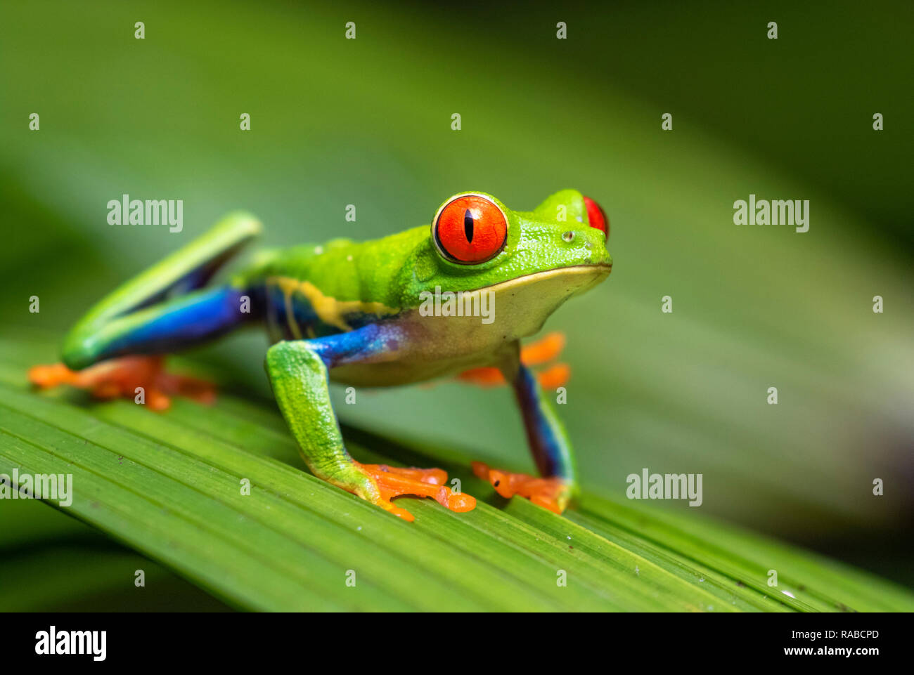 Red-eyed tree frog (Agalychnis callidryas) portrait, Alajuela, Costa Rica. Stock Photo