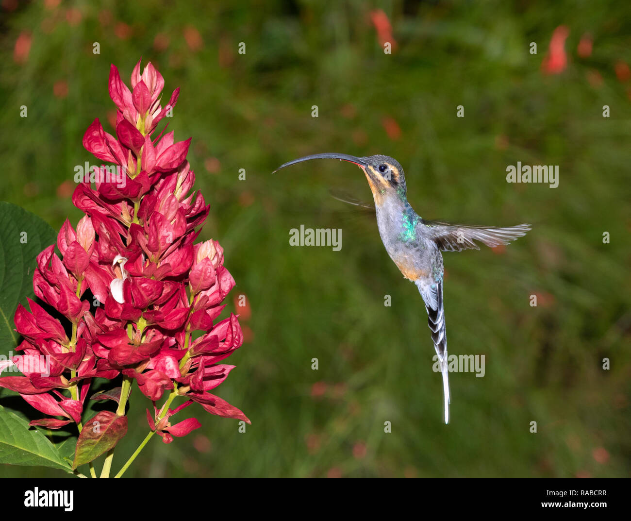 Green hermit hummingbird (Phaethornis guy) hovering in front of a flower, Alajuela, Costa Rica. Stock Photo