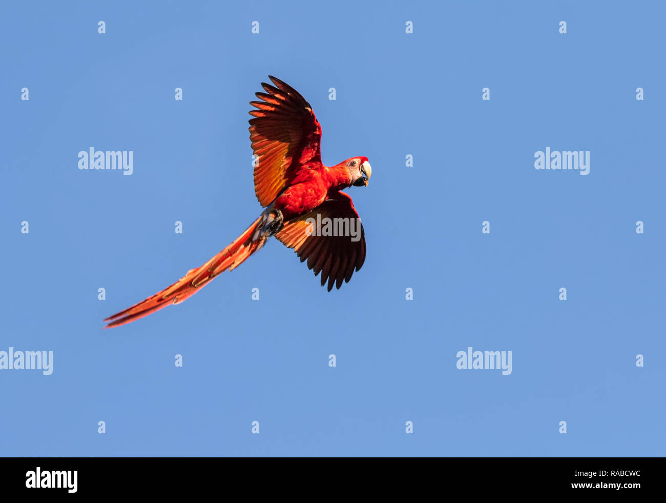 Scarlet Macaw (Ara macao) flying with a nut in the beak in blue sky, Puntarenas, Costa Rica Stock Photo