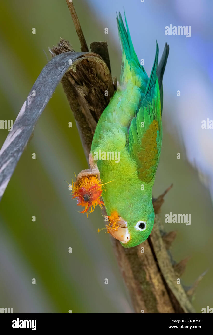 Orangechinned, or Tovi parakeet (Brotogeris jugularis) eats a fruit