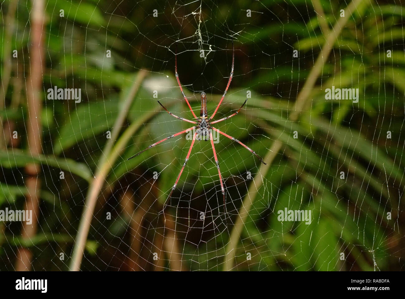 spider in the cobweb Stock Photo - Alamy
