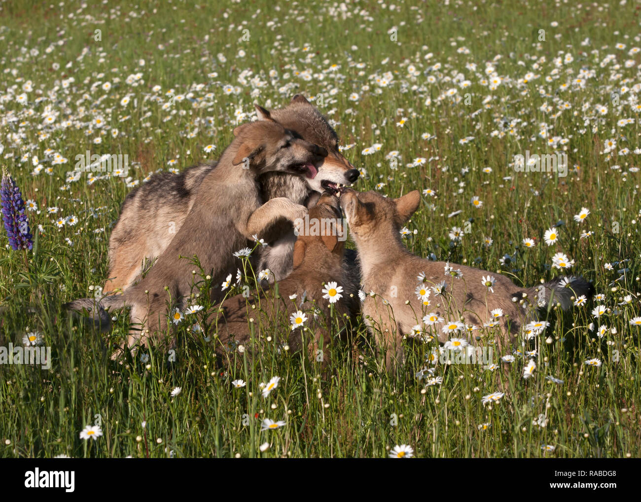 Wolf Puppies Playing with Mother in Wildflower Meadow Stock Photo - Alamy