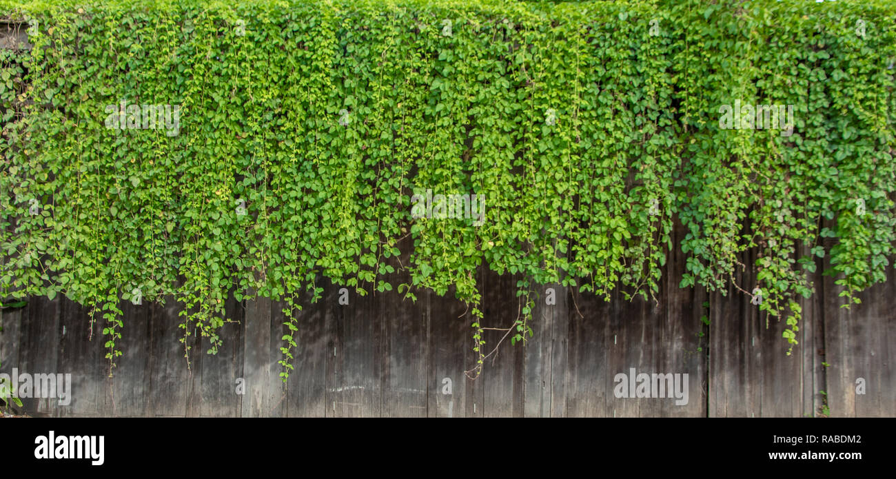 Natural Green Ivy Vine Plants Wall From Wood Canopy Stock Photo Alamy Natural Green Ivy Vine Plants Wall From Wood Canopy Stock Photo Alamy
