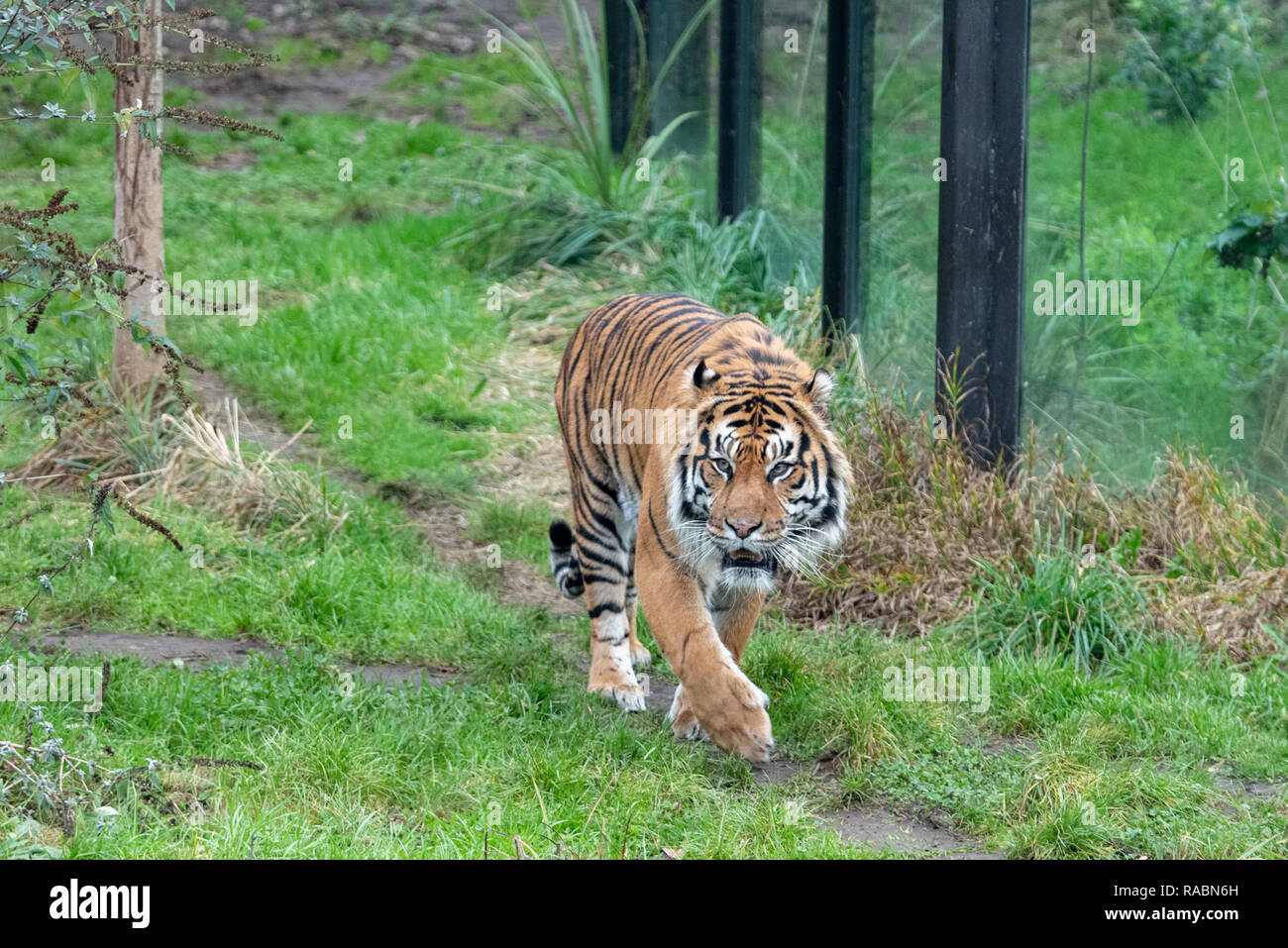 London, United Kingdom. 3rd Jan, 2019. Zookeepers at ZSL London Zoo