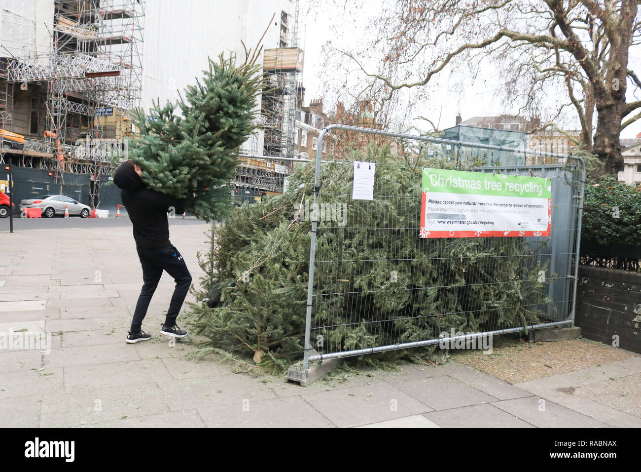 Council christmas tree recycling point hires stock photography and