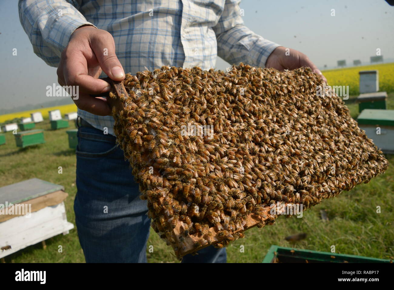 Dhaka, Bangladesh. 3rd Jan 2019. 3rd Jan, 2019. A bee keeper shows a beehive with bees at a mustard field in Munshiganj on the outskirts of Dhaka, capital of Bangladesh, Jan. 3, 2019. Winter in Bangladesh is the most favorable season of honey production when fields of mustard in most parts of the country are in full bloom. With no exception this year, bee farmers are now quite busy in the tropical country. Credit: Xinhua/Alamy Live News Stock Photo