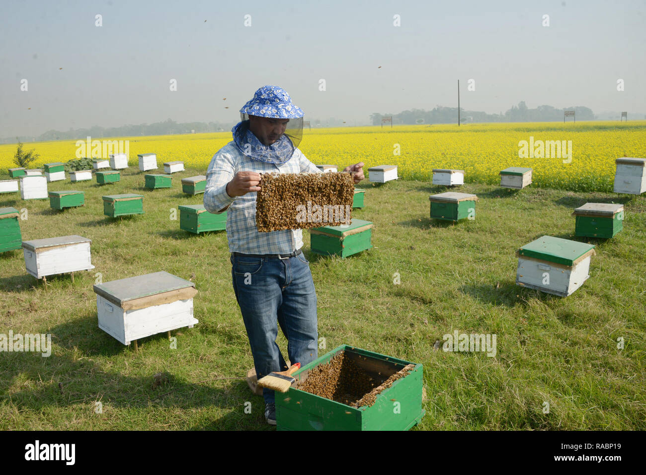Dhaka, Bangladesh. 3rd Jan 2019. 3rd Jan, 2019. A bee keeper is busy collecting honey at a mustard field in Munshiganj on the outskirts of Dhaka, capital of Bangladesh, Jan. 3, 2019. Winter in Bangladesh is the most favorable season of honey production when fields of mustard in most parts of the country are in full bloom. With no exception this year, bee farmers are now quite busy in the tropical country. Credit: Xinhua/Alamy Live News Stock Photo