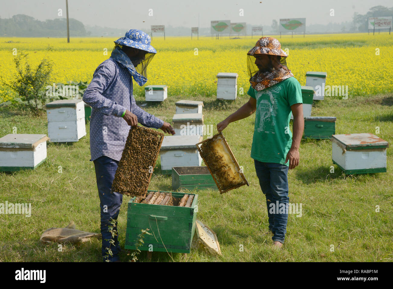 Dhaka, Bangladesh. 3rd Jan 2019. 3rd Jan, 2019. Bee keepers are busy collecting honey at a mustard field in Munshiganj on the outskirts of Dhaka, capital of Bangladesh, Jan. 3, 2019. Winter in Bangladesh is the most favorable season of honey production when fields of mustard in most parts of the country are in full bloom. With no exception this year, bee farmers are now quite busy in the tropical country. Credit: Xinhua/Alamy Live News Stock Photo