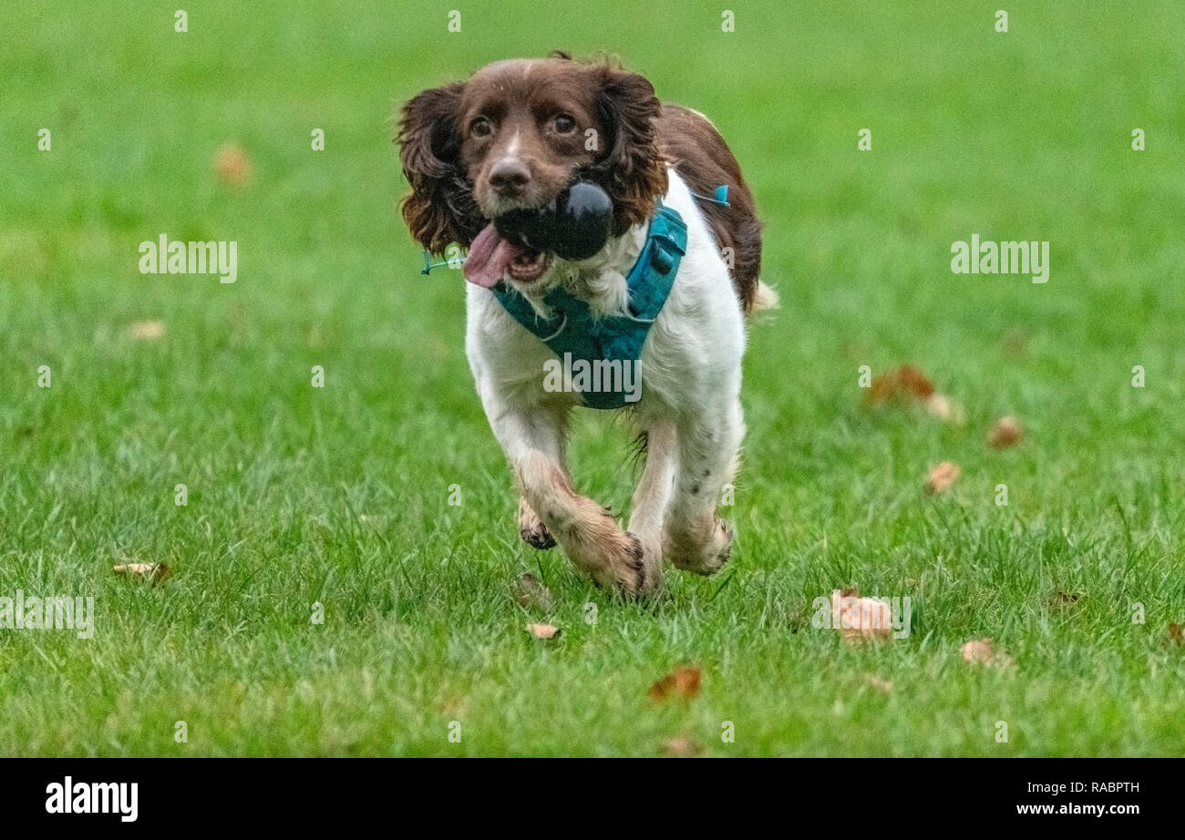 Puppies in a travel kennel hi-res stock photography and images - Alamy