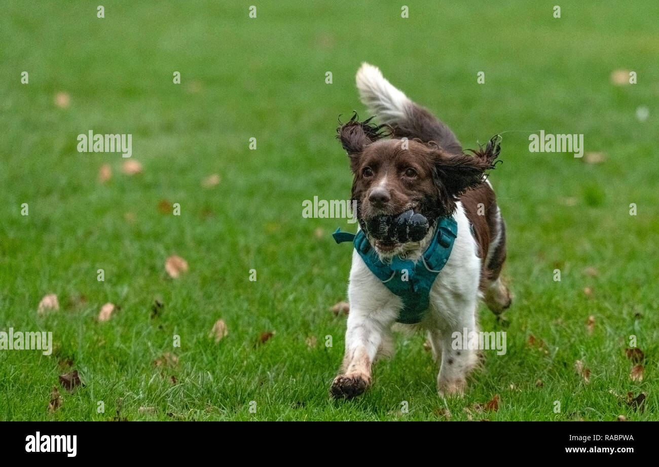 Puppies in a travel kennel hires stock photography and images Alamy