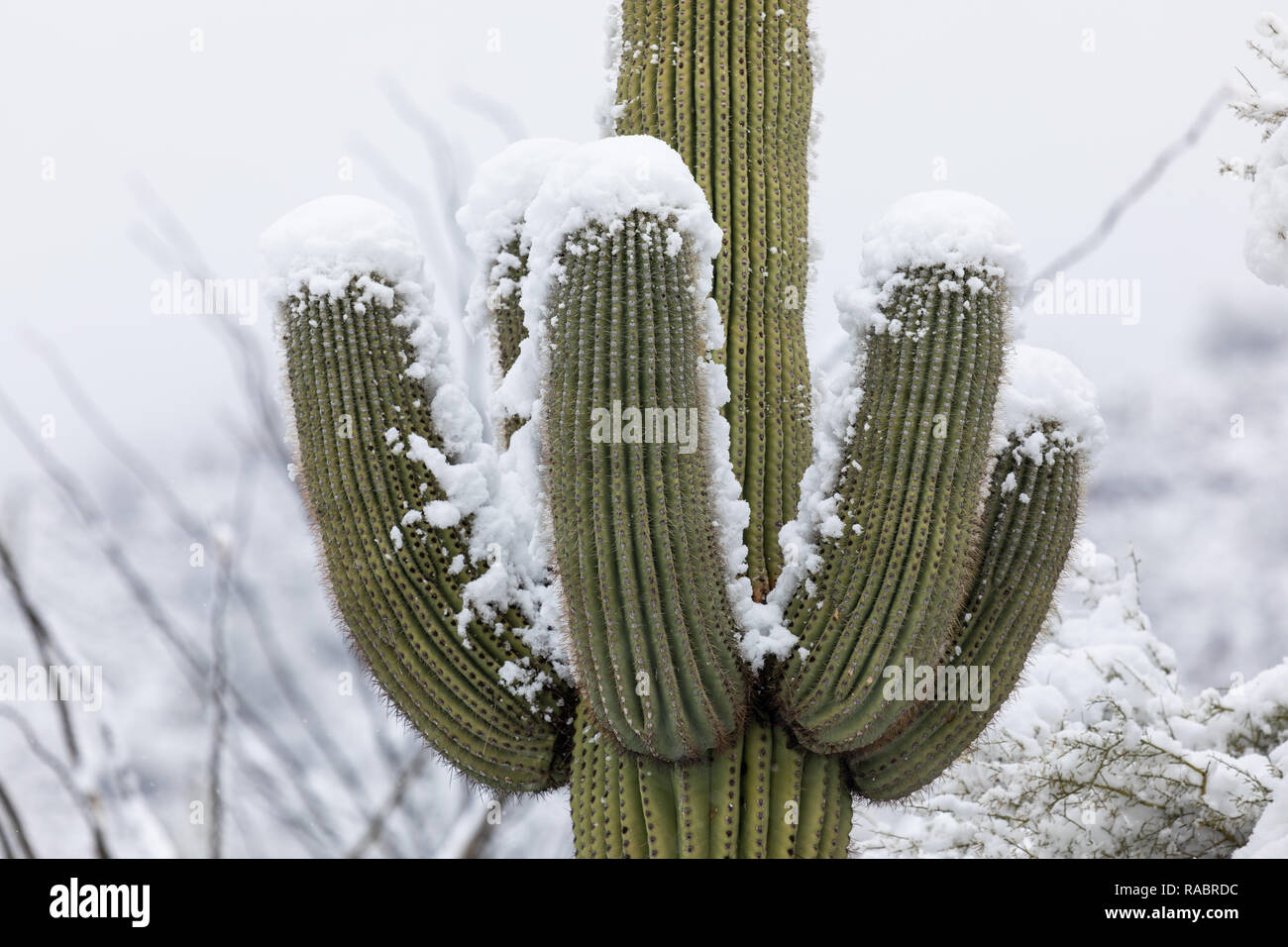 Scenic landscape with snow on a Saguaro Cactus in the Sonoran Desert at ...