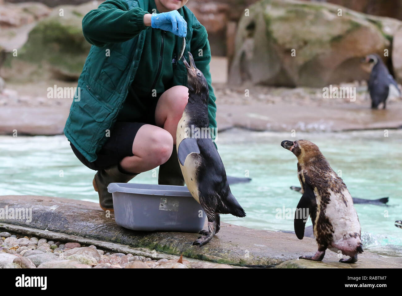London, UK. 3rd Jan, 2019. A London Zookeeper is seen feeding Penguins