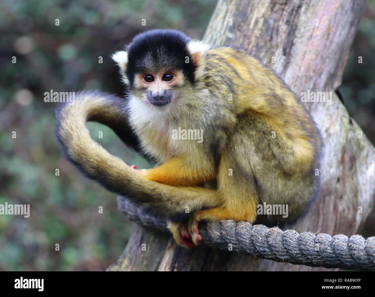 A squirrel Monkey seen during the Zoo's annual stocktaking