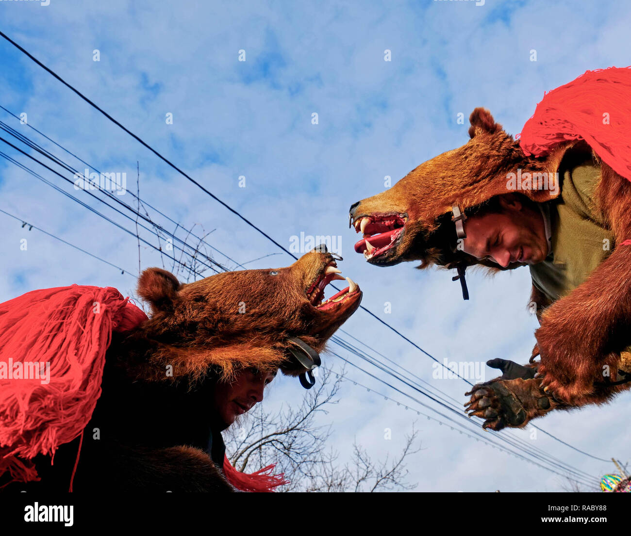 Performers dressed in bear skins dancing during an end of year festival.  People in Trotus Valley in Romania dress into bear skins and dance to chase  away bad luck and bring happiness