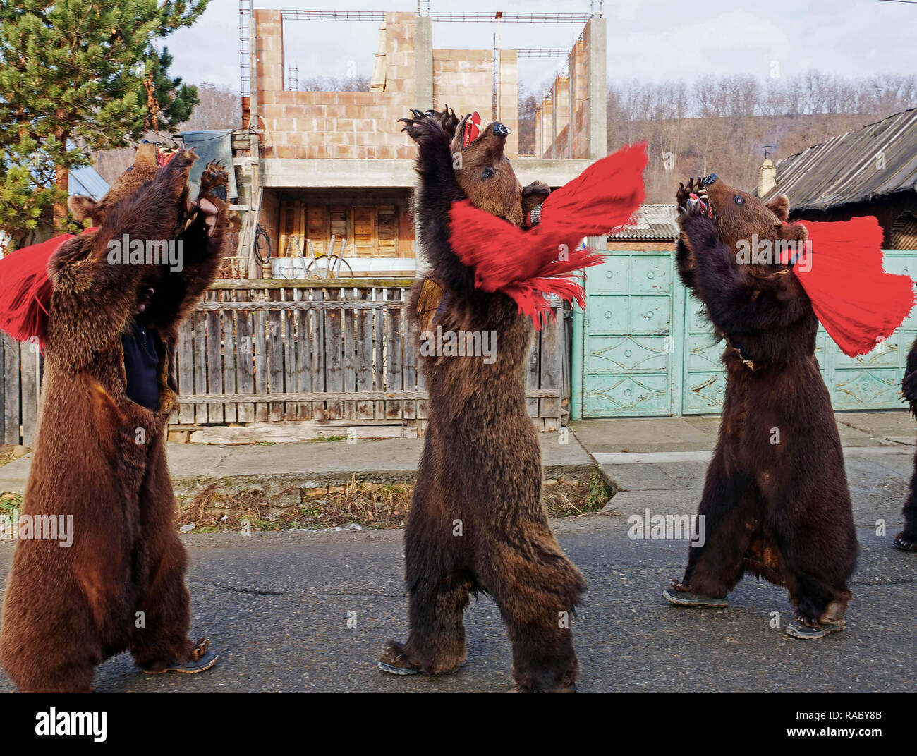 Performers dressed in bear skins dancing during an end of year festival. People in Trotus Valley in Romania dress into bear skins and dance to chase away bad luck and bring happiness and blessing to their village. In the past, Roma people captured and raised wild bears and used them as performance animals for money. People believed that bears can heal illnesses and bring strength to them. After keeping bears was forbidden, people started to dance in bear skins to keep the New Year tradition alive. The price of a skin can be as high as 3000 euro. Stock Photo