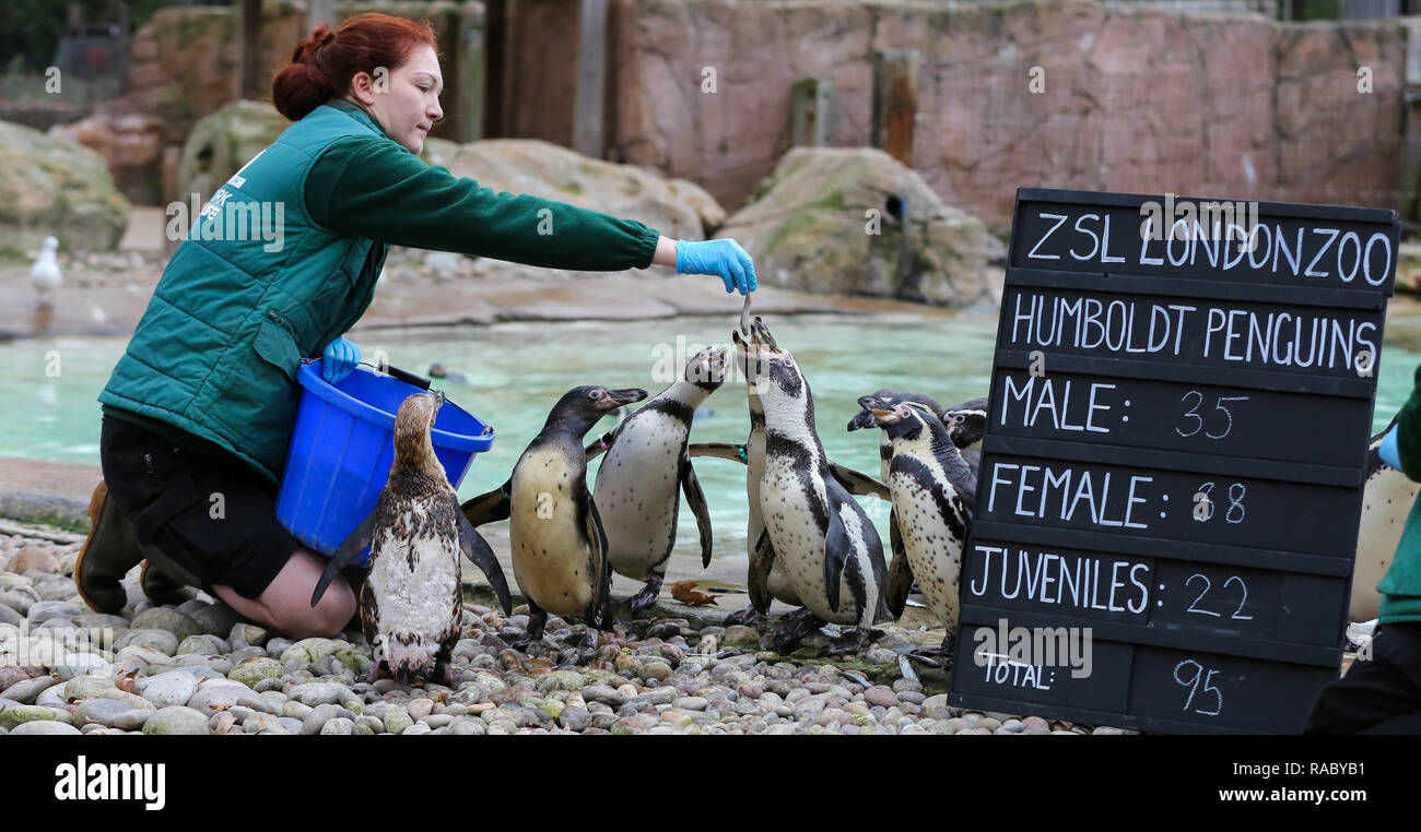 A London Zookeeper is seen feeding Penguins during the annual stock