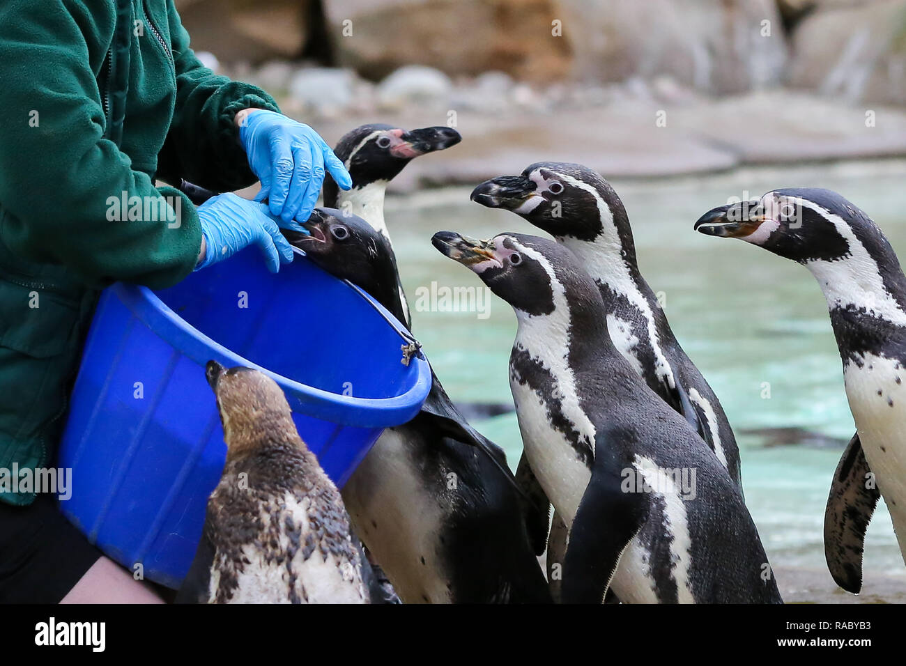 A London Zookeeper is seen feeding Penguins during the annual stock