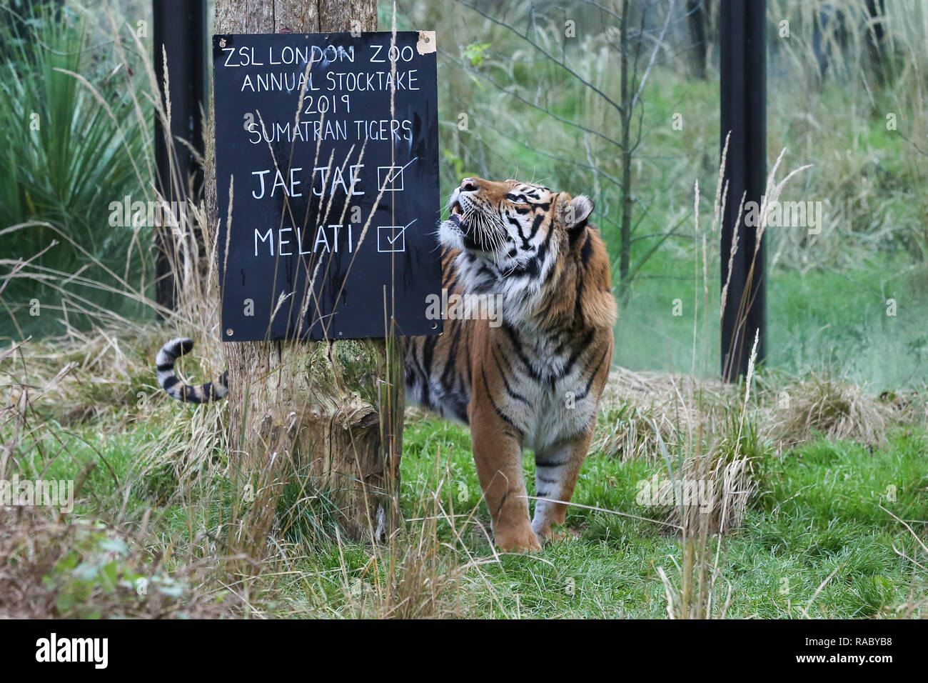 A Sumatran Tiger is seen in the enclosure during the annual stock-take at London Zoo. London Zoo undertakes its annual stocktaking which is carried out at the beginning of each year, every animal in London Zoo is weighed and measured and the statistics are shared with other Zoos across the world. Stock Photo