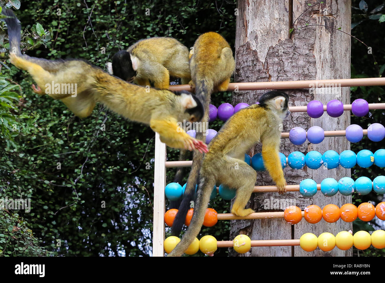 Squirrel Monkeys are seen with a counting board during the annual stock-take at the London Zoo. London Zoo undertakes its annual stocktaking which is carried out at the beginning of each year, every animal in London Zoo is weighed and measured and the statistics is shared with other Zoos across the world. Stock Photo