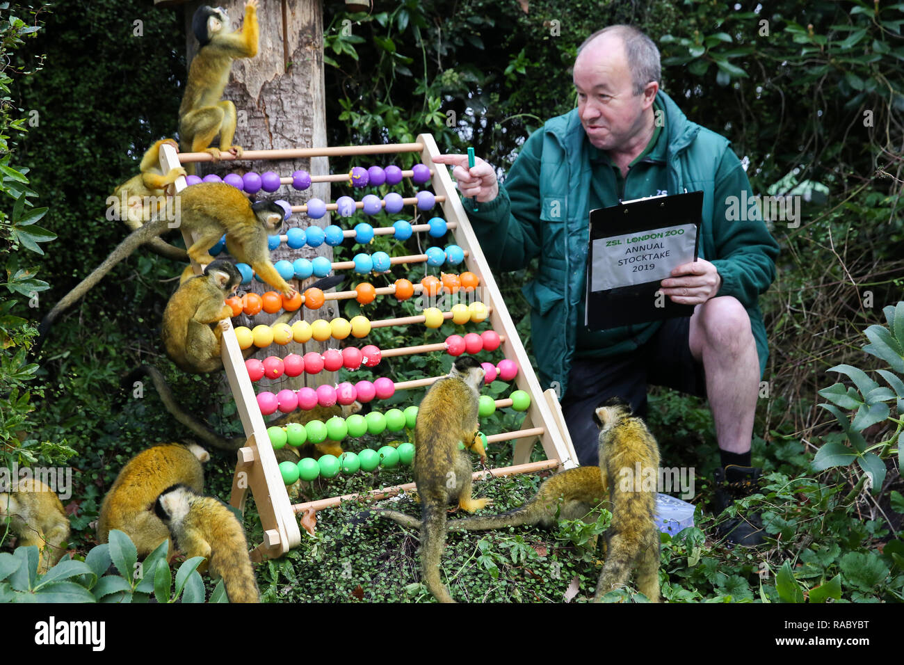 A London Zoo keeper is seen counting the Squirrel Monkeys during the annual stock take at London