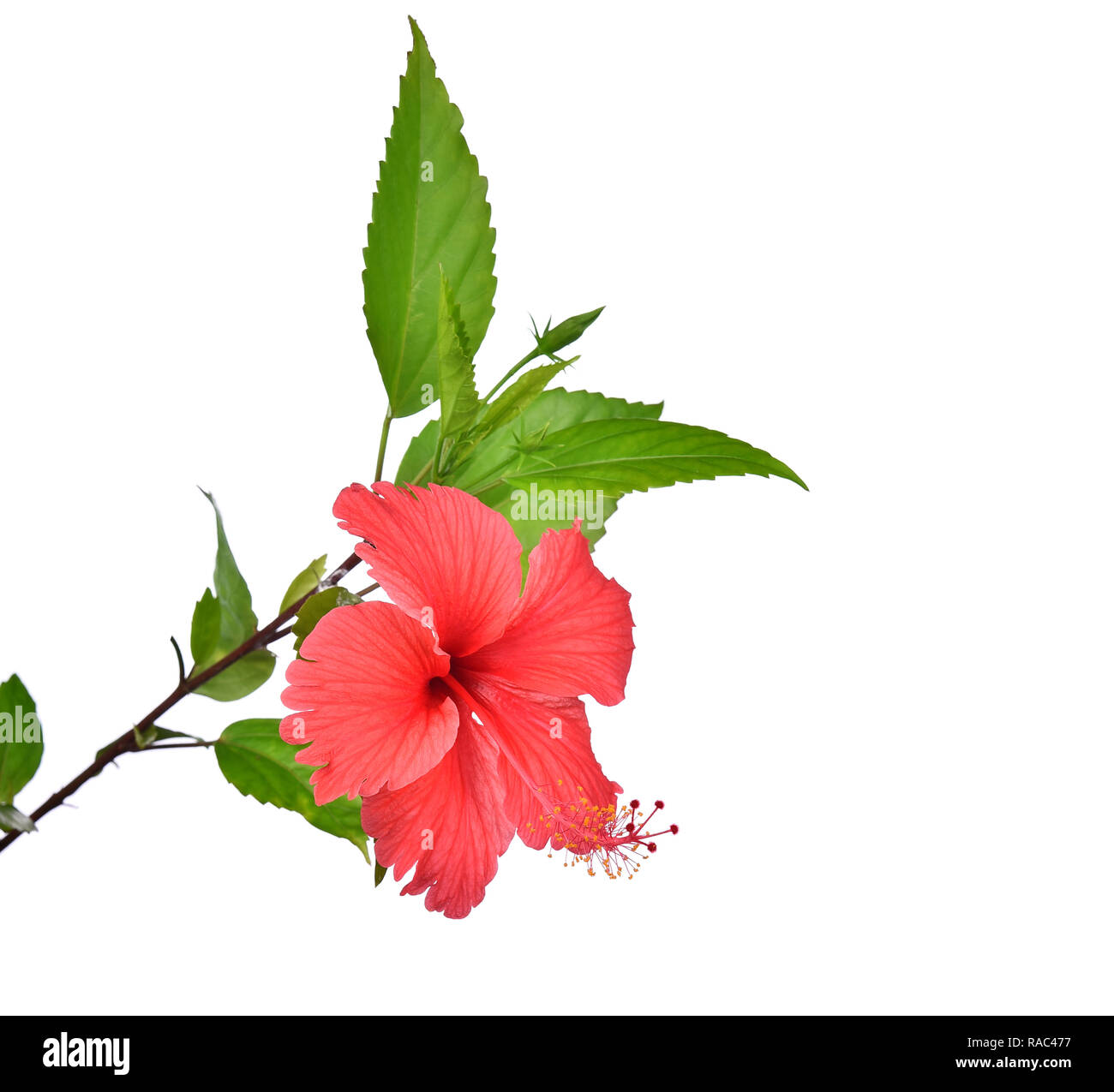 Red hibiscus isolated on white background Stock Photo - Alamy