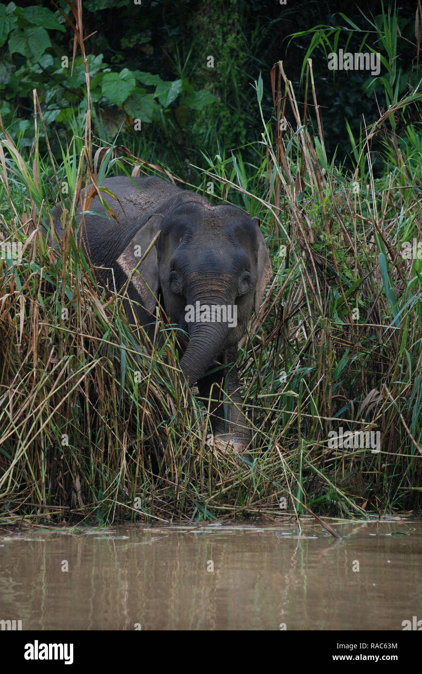 The Borneo elephant, also called the Borneo pygmy elephant, is a subspecies of Asian elephant that inhabits northeastern Borneo, in Malaysia. Stock Photo