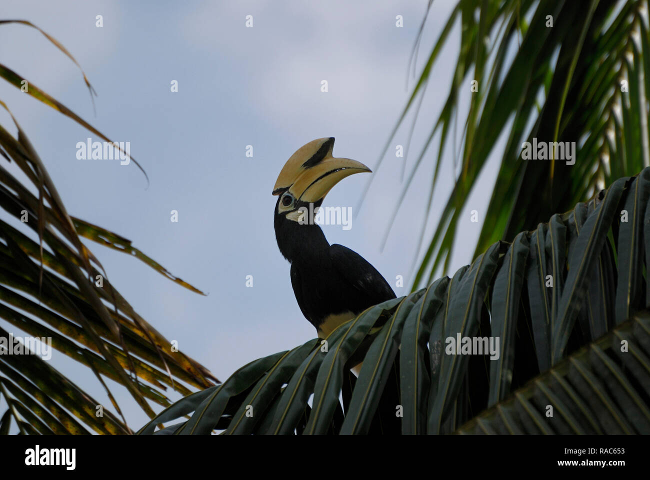 Intriguing and intelligent, Bornean Hornbills are vital to the ecosystem, dispersing seeds far and wide, contributing to the cycle of life in forest Stock Photo