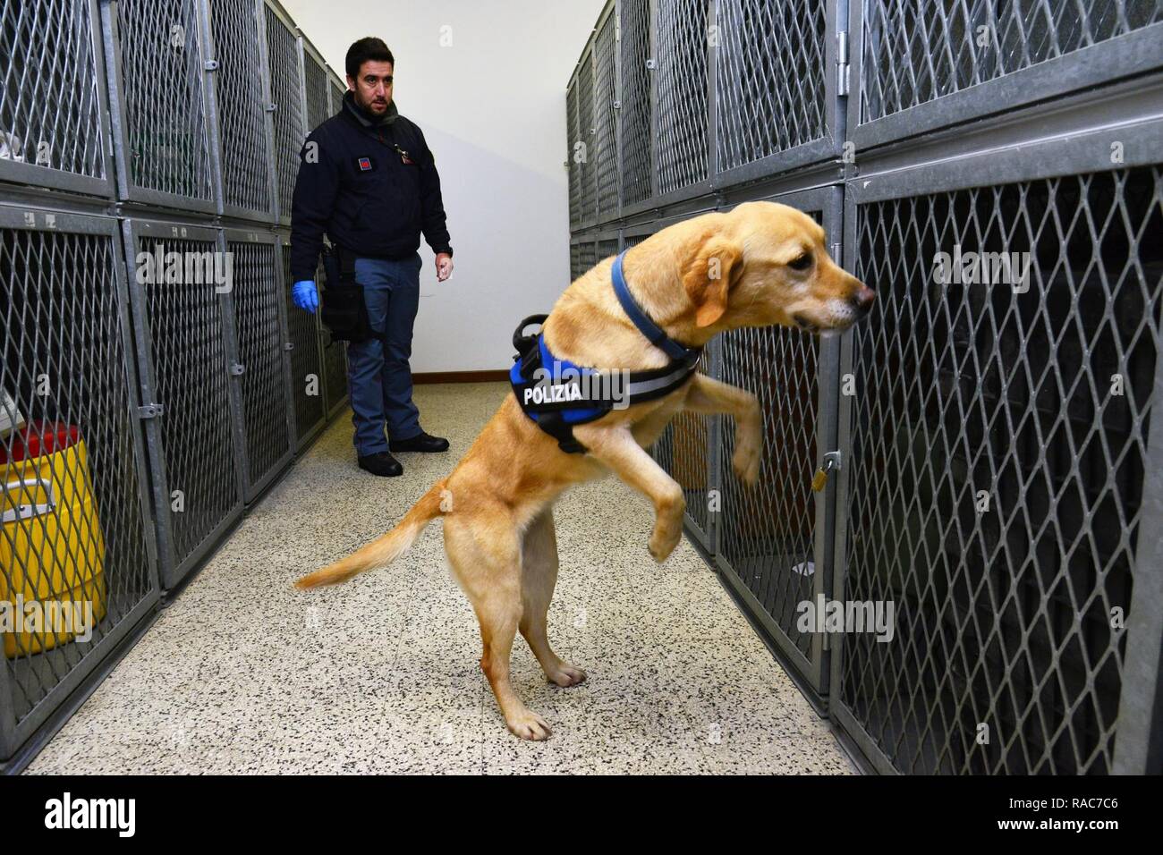 Italian military working dog Thunder and his handler Deputy Inspector Filippo Nicola, assigned to the Italian Police Squadra Cinofili K9 airport Venice, inspect areas that may have explosive residue at Caserma Ederle, Vicenza, Italy, Jan. 17, 2017. Military Working Dog teams are used in patrol, drug and explosive detection and specialized mission functions for the Department of Defense and other government agencies. The 525th Military Working Dog Detachment, joint training with Italian Police Squadra Cinofili K9 airport Venice and Questura di Padova and U.S. Air Force. Stock Photo