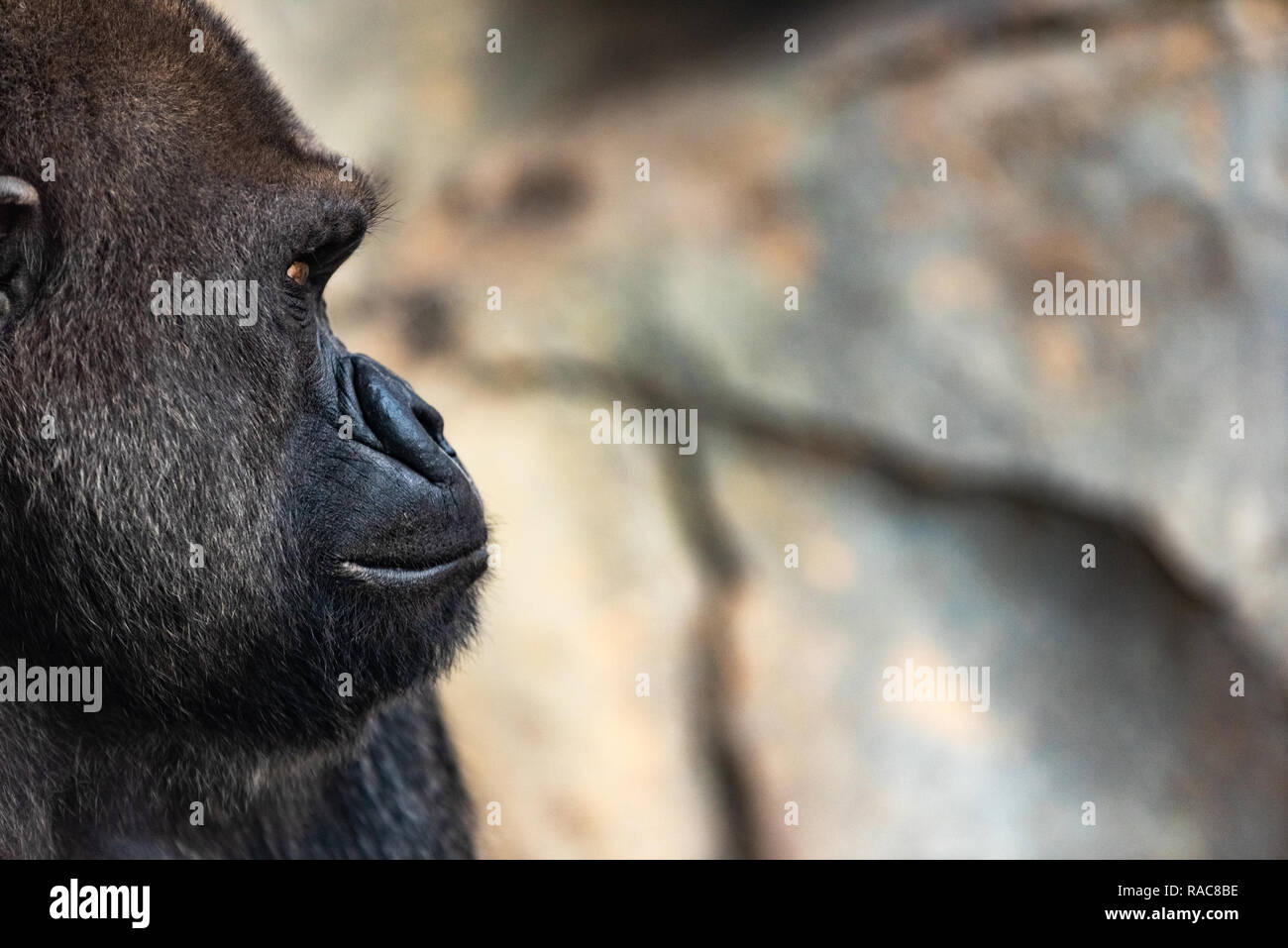 Portrait of a male gorilla Stock Photo - Alamy