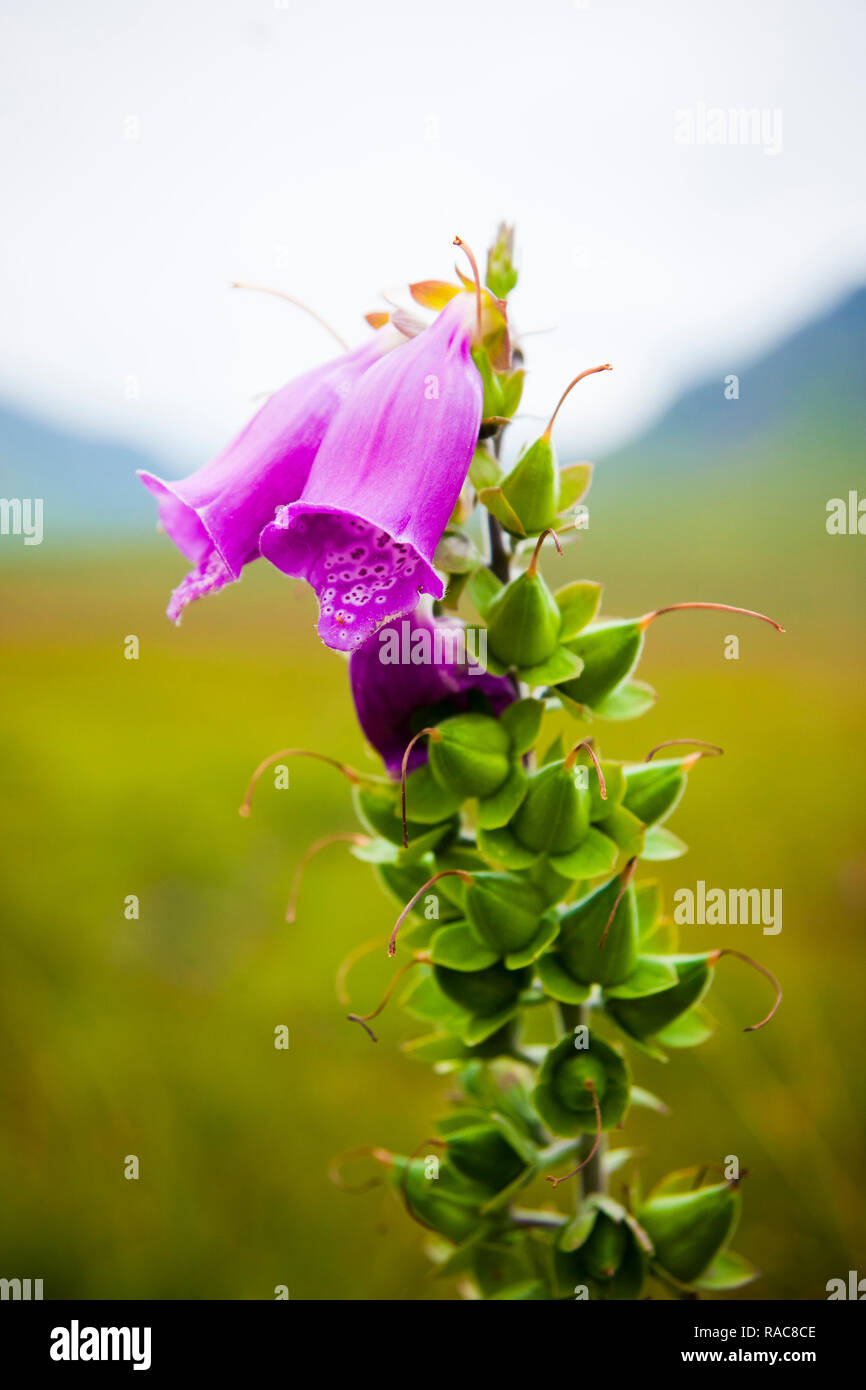 Colorful flower of heather, Erica cinerea, in the Scottish highlands. Stock Photo
