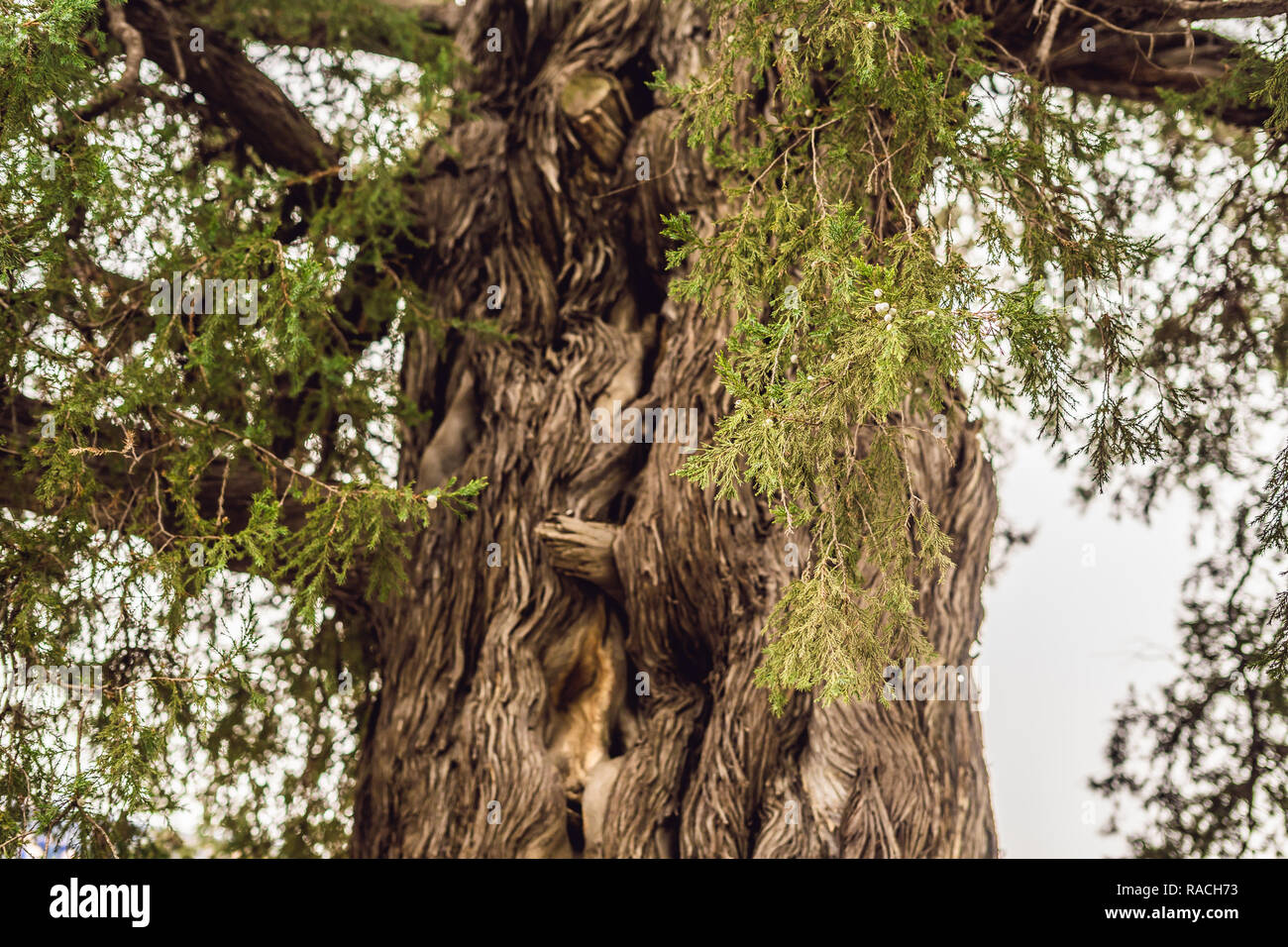 Sacred Chinese Tree