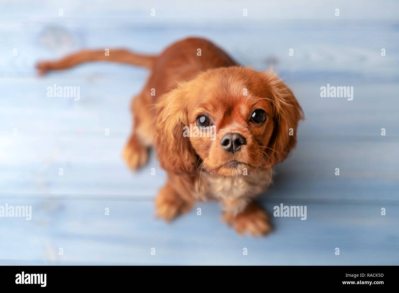 Cute puppy sitting on blue floor Stock Photo - Alamy