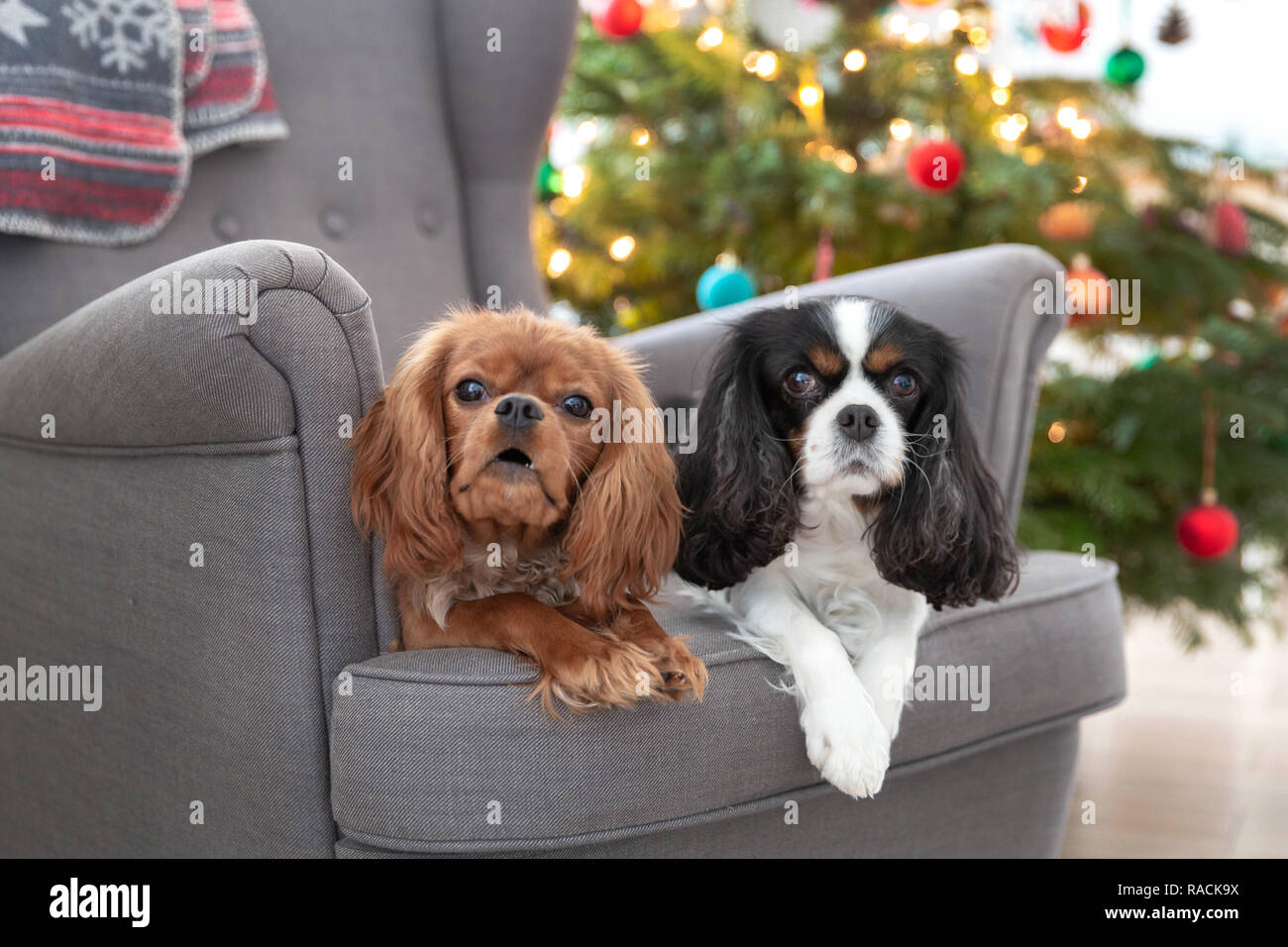 Two cute dogs on the armchair with christmas tree in a background Stock Photo