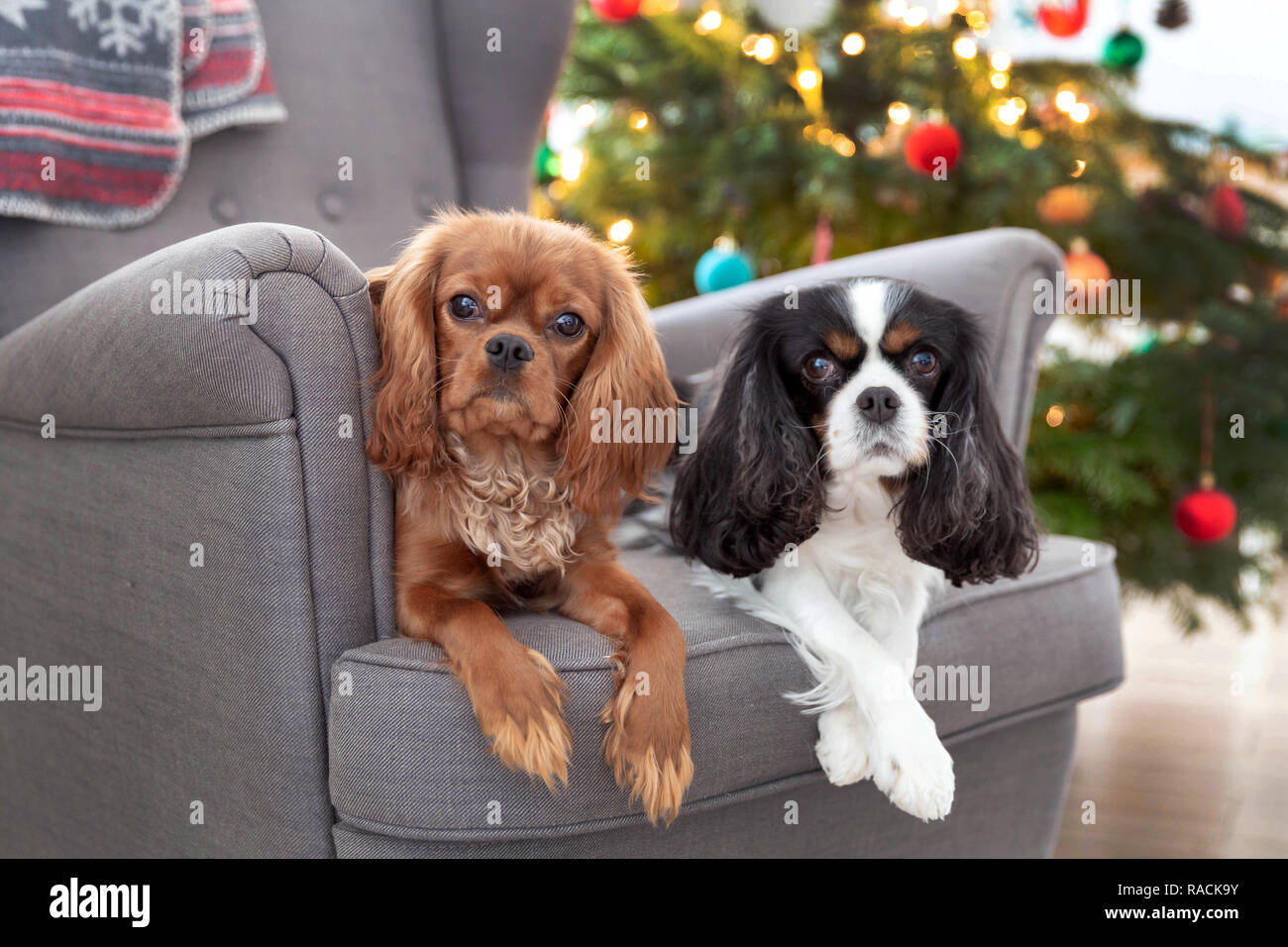 Two cute dogs on the armchair with christmas tree in a background Stock ...