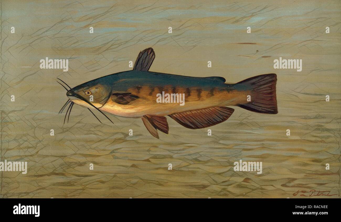 Horned pout hires stock photography and images Alamy