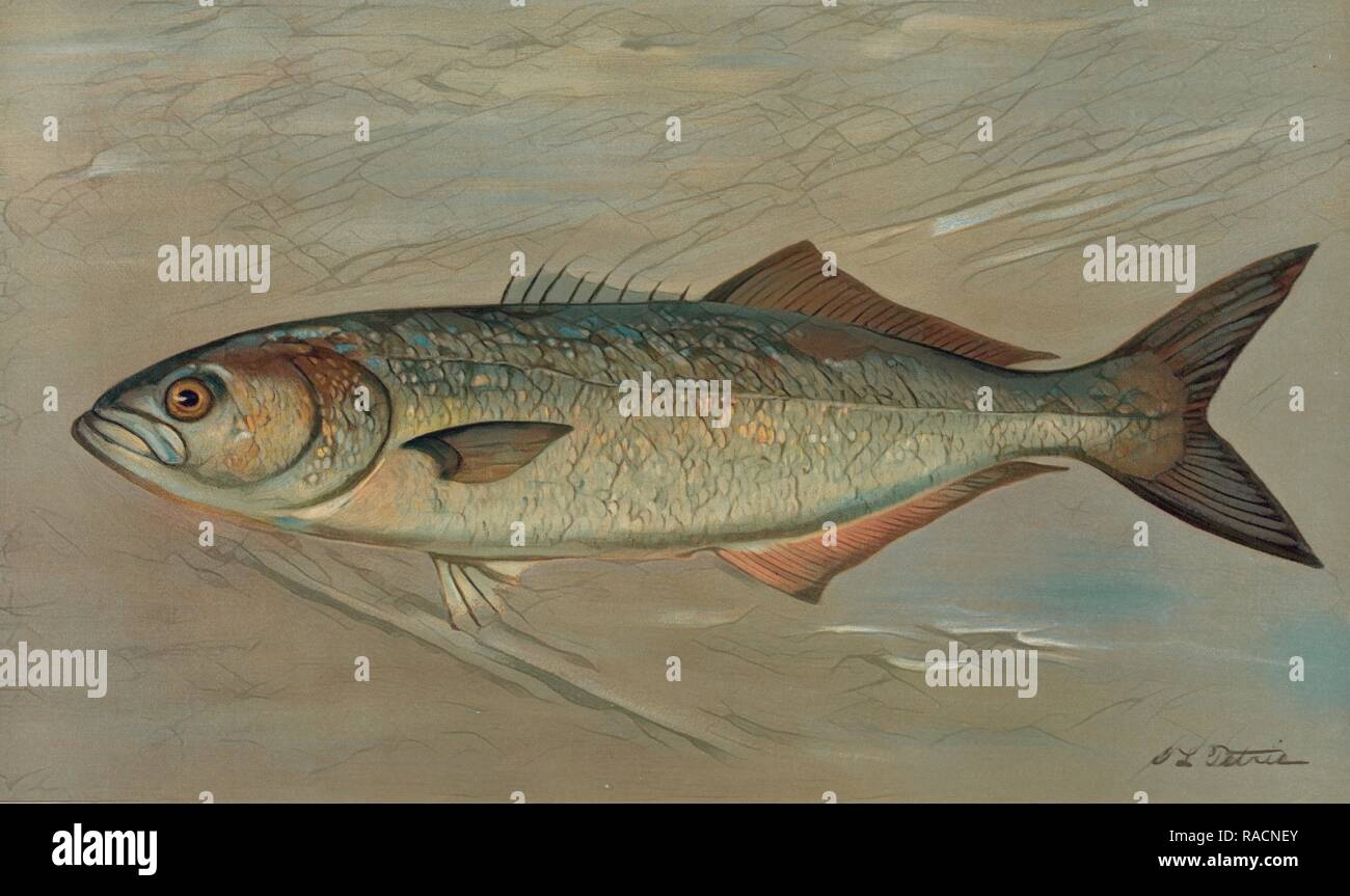 The Bluefish, Pomatomus saltatrix, Harris, William C. (William Charles), 1830-1905, (Author), Petrie, J. L. (Artist reimagined Stock Photo