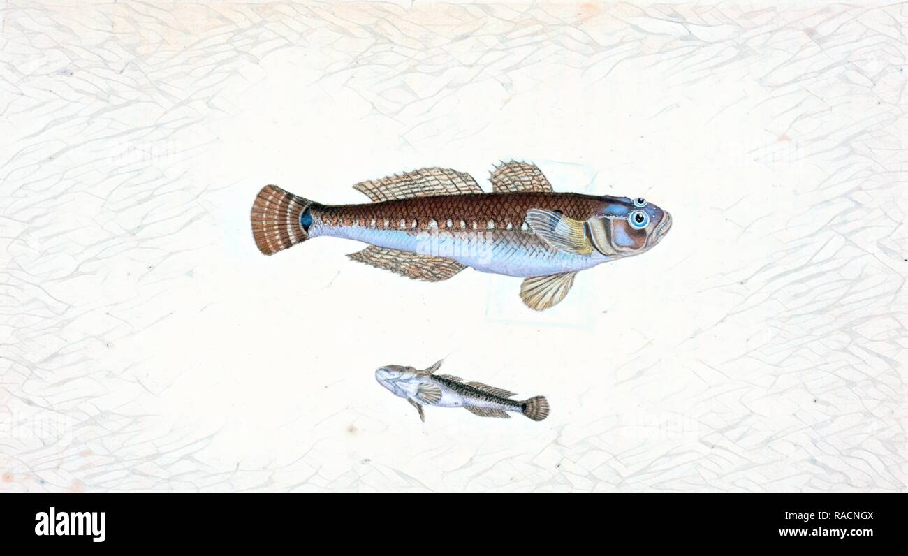 Black Goby, Gobius niger, British fishes, Donovan, E. (Edward), 1768-1837, (Author. Reimagined by Gibon. Classic art reimagined Stock Photo